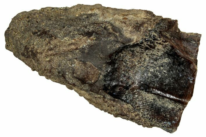 Large, Fossil Triceratops Shed Tooth - Montana #350656